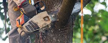How Our Tree Care Process Works  in  Manorhaven, NY