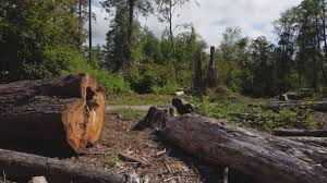 Professional Tree Services in Manorhaven, NY