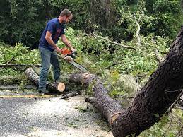 Best Tree Fertilization  in Manorhaven, NY