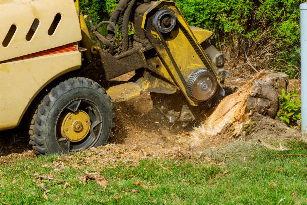 Best Sod Installation  in Manorhaven, NY