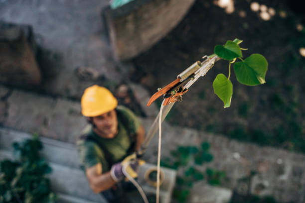 Best Utility Line Clearance  in Manorhaven, NY
