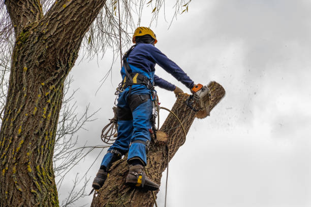 Best Tree Preservation Services  in Manorhaven, NY