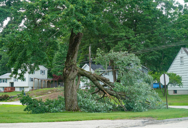 Best Firewood Processing and Delivery  in Manorhaven, NY