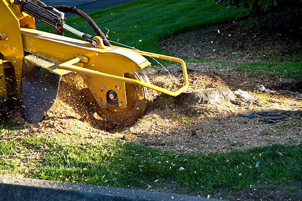 Best Palm Tree Trimming  in Manorhaven, NY