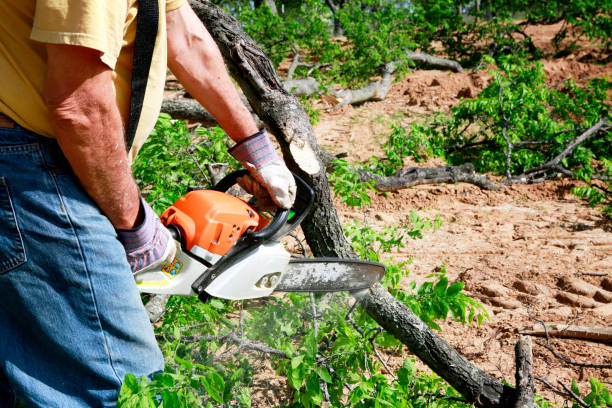 Best Tree Health Inspection  in Manorhaven, NY