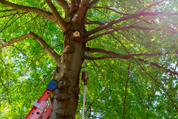 Best Commercial Tree Services  in Manorhaven, NY